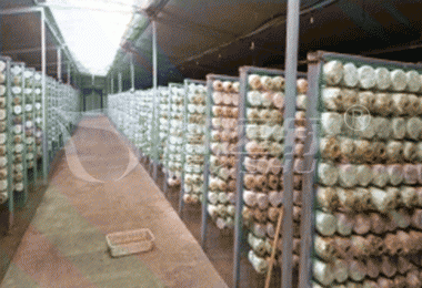 菌菇车间隔热保温解决方案 菌菇车间隔热保温解决方案